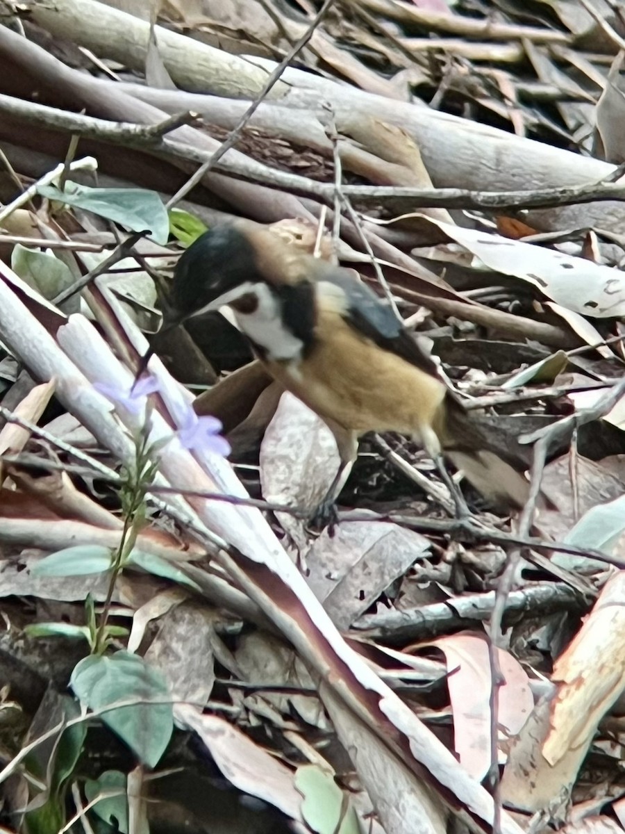 Eastern Spinebill - ML629884629
