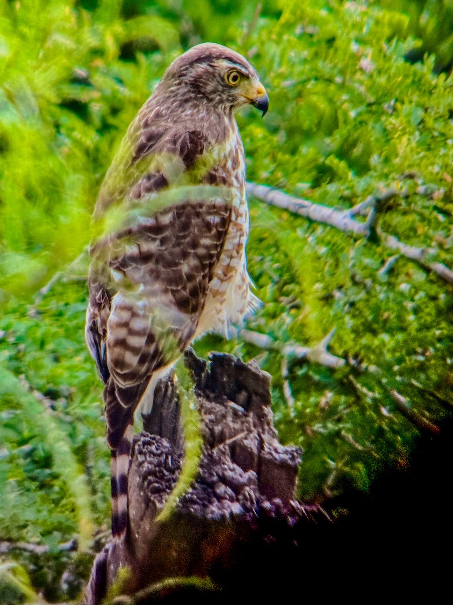 Roadside Hawk - ML629884738