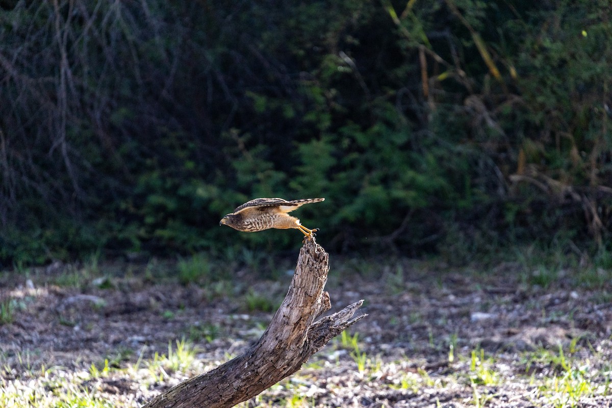 Roadside Hawk - ML629884778