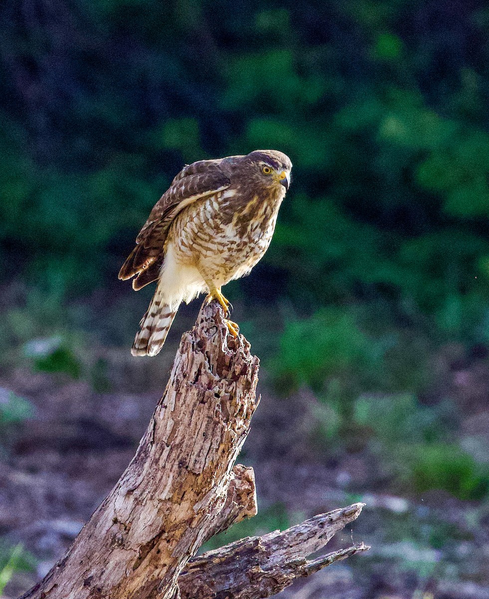 Roadside Hawk - ML629884831