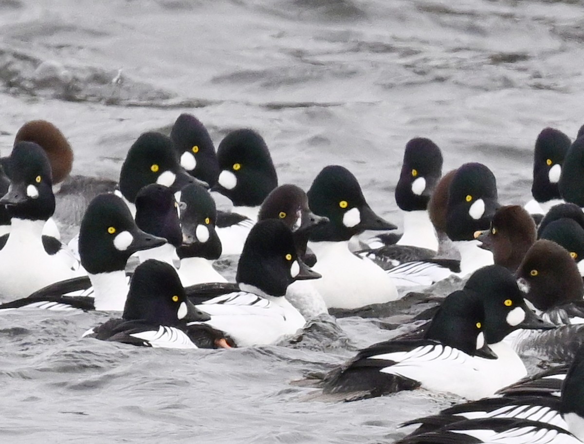 ebird-checklist-26-jan-2025-duluth-canal-park-8-species