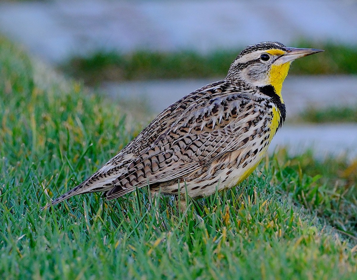 Western Meadowlark - ML629884988