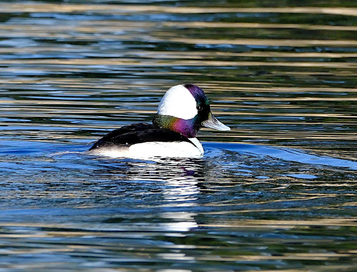 Bufflehead - ML629885012