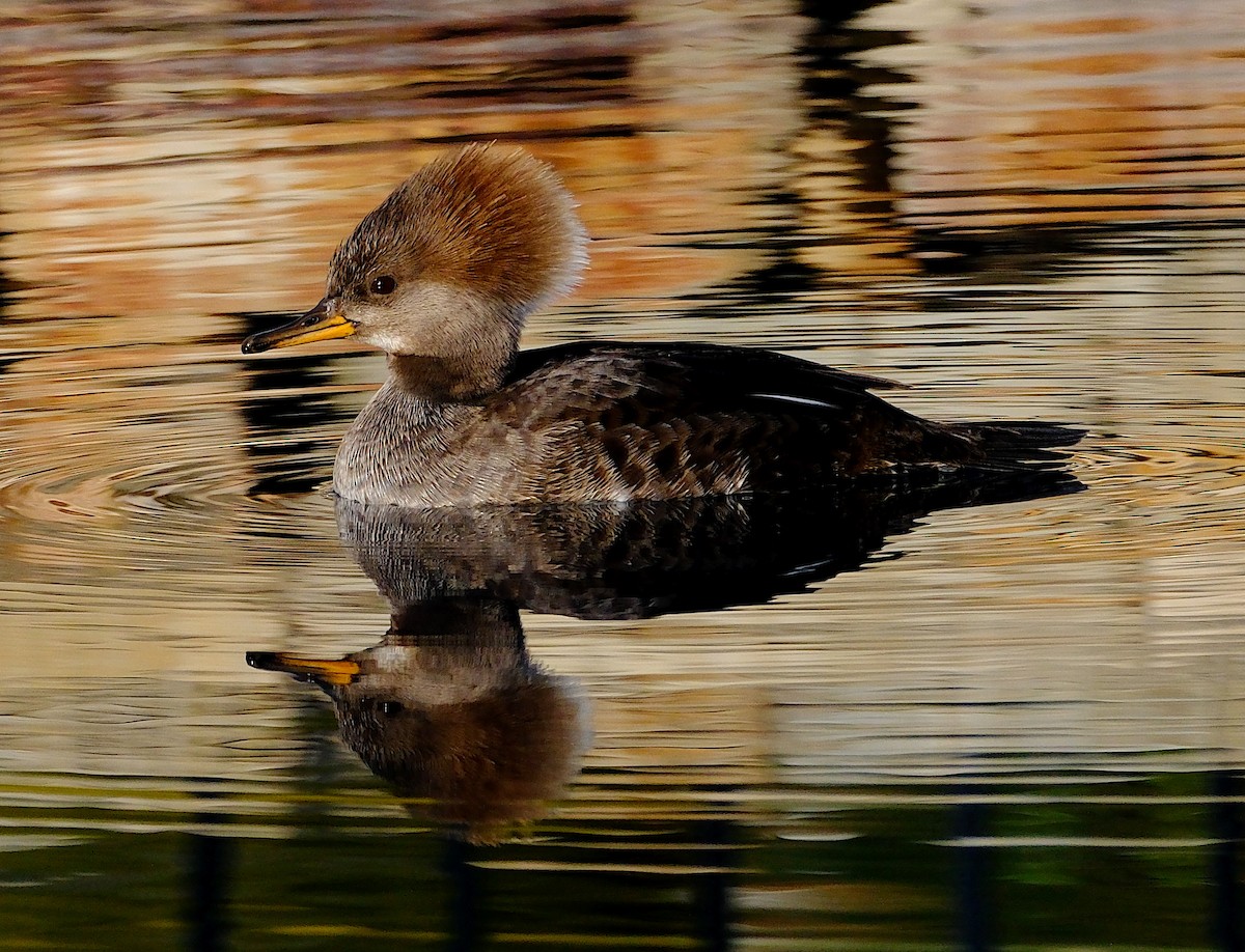 Hooded Merganser - ML629885022