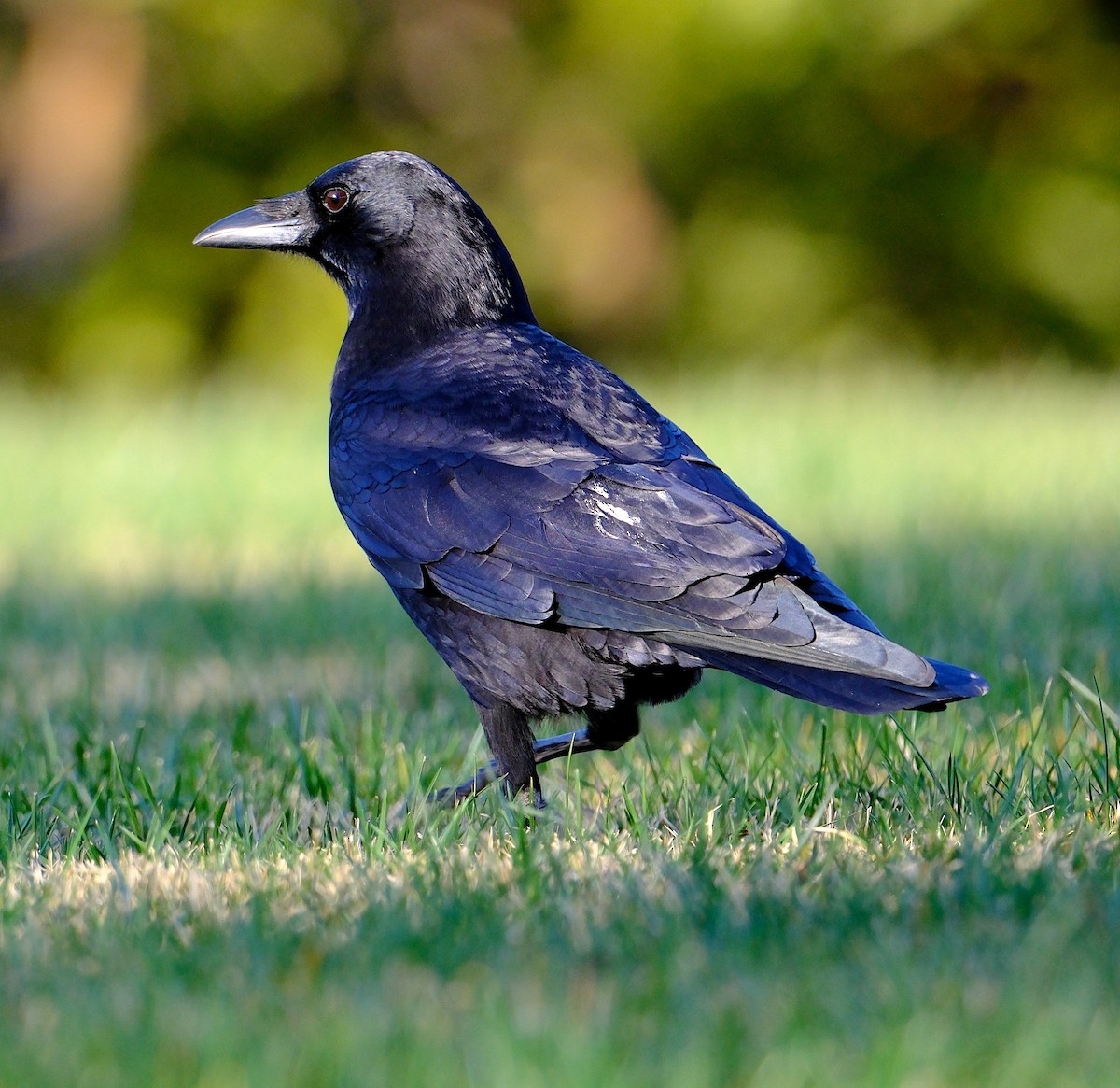 American Crow - ML629885029