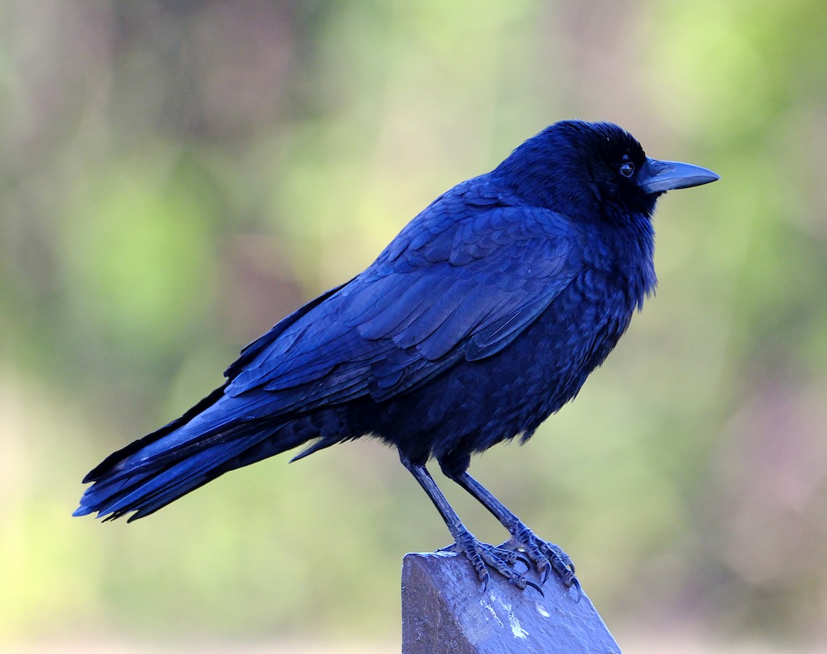 American Crow - ML629885030
