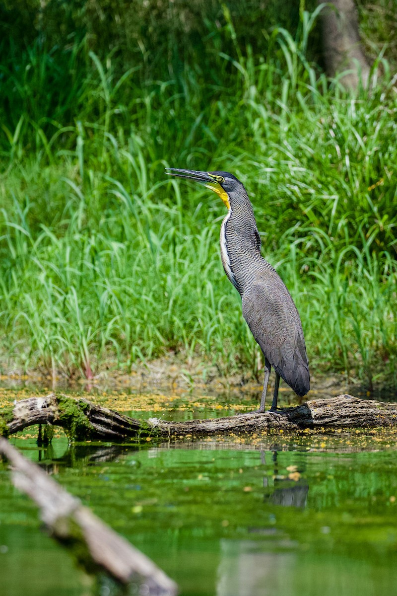 Bare-throated Tiger-Heron - ML629885057