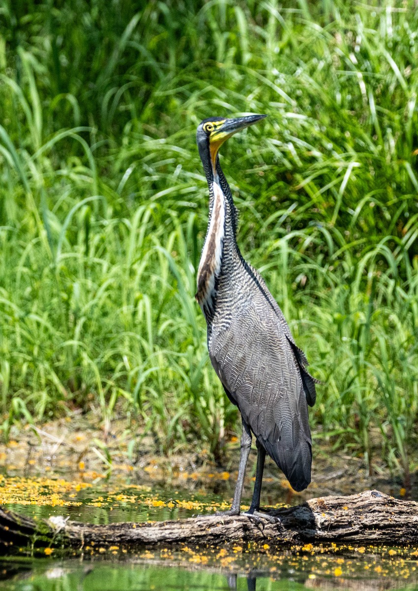 Bare-throated Tiger-Heron - ML629885076