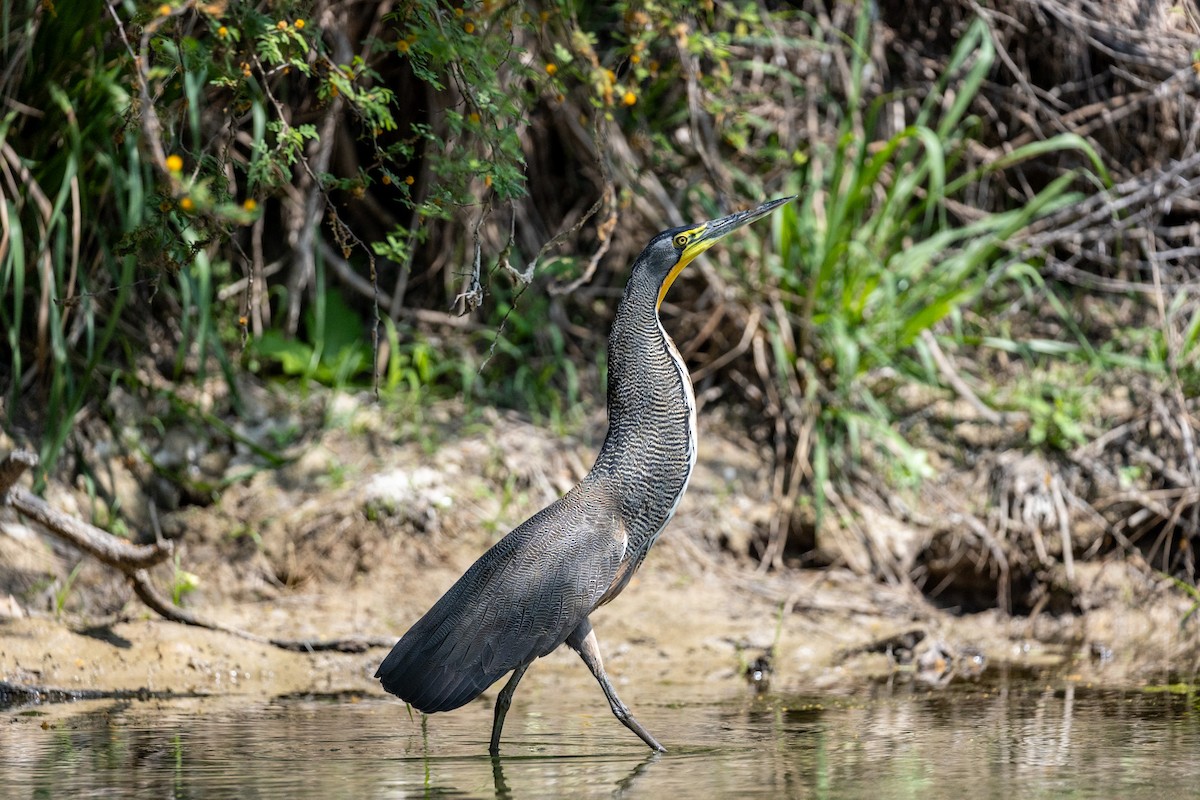 Bare-throated Tiger-Heron - ML629885088