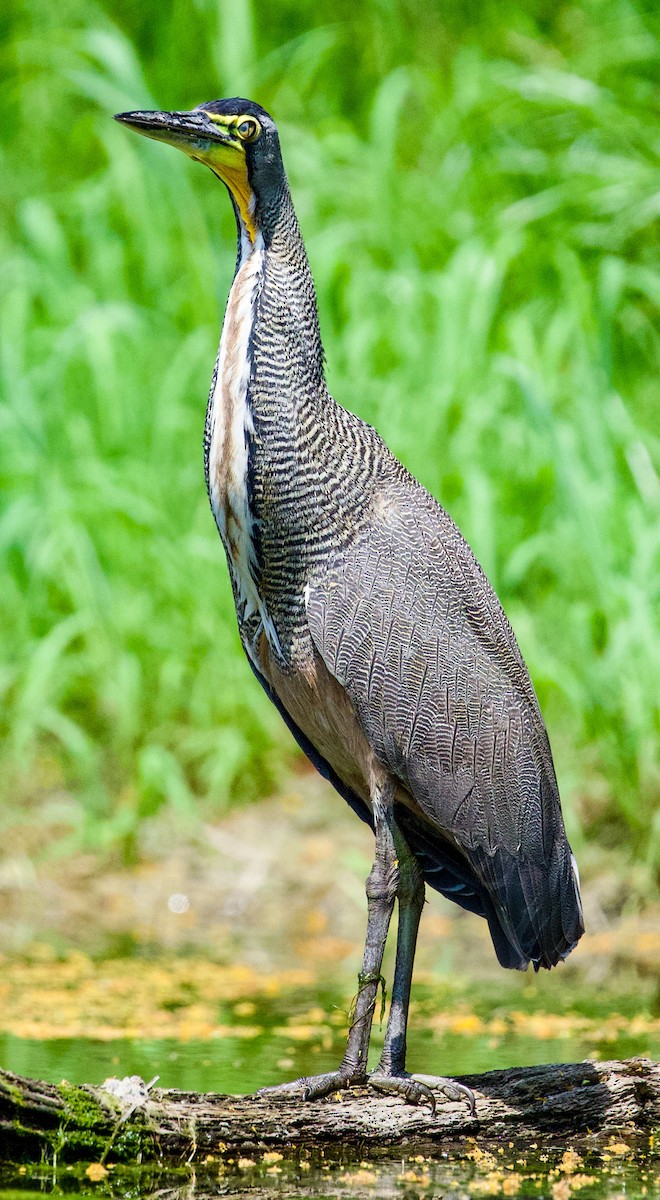Bare-throated Tiger-Heron - ML629885130
