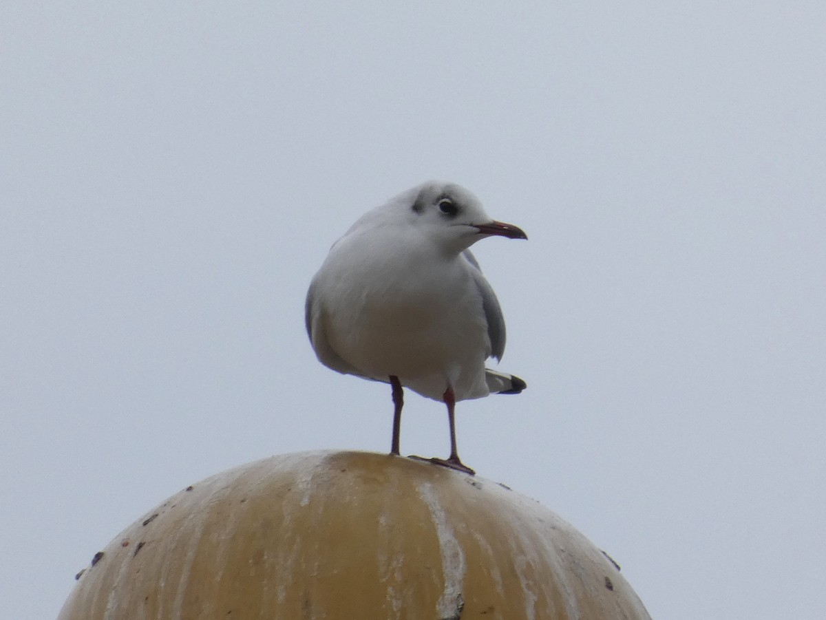 Black-headed Gull - ML629885163