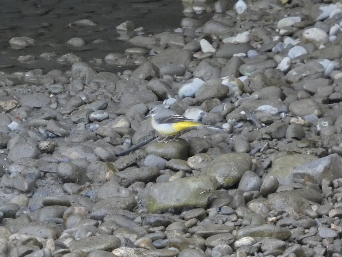 Gray Wagtail - ML629885172