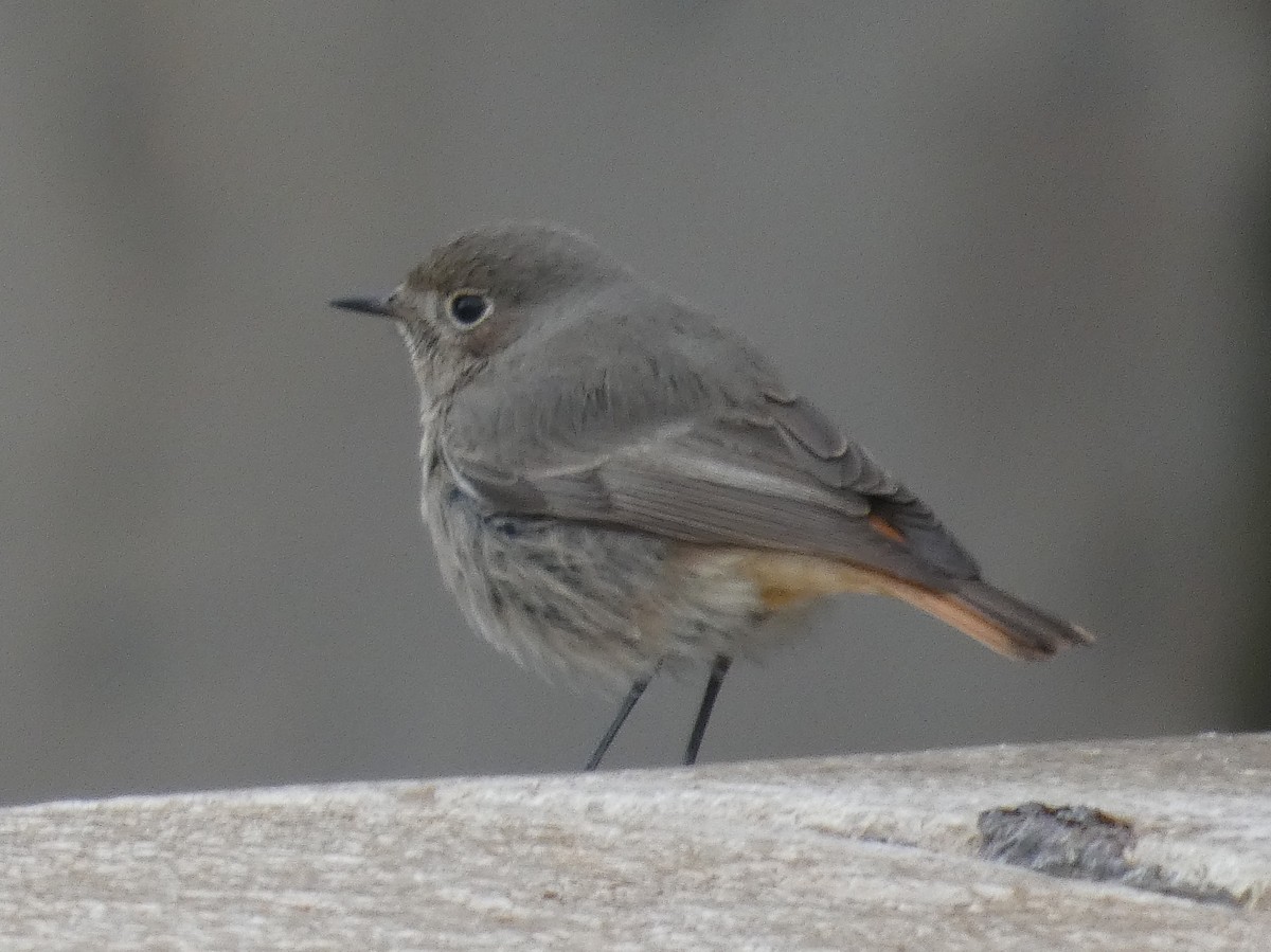 Black Redstart - ML629885174