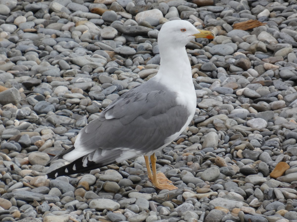 Yellow-legged Gull - ML629885180