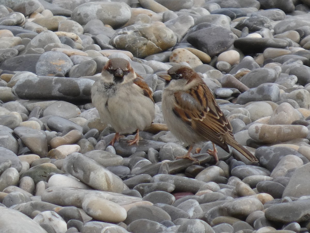 House Sparrow - ML629885184