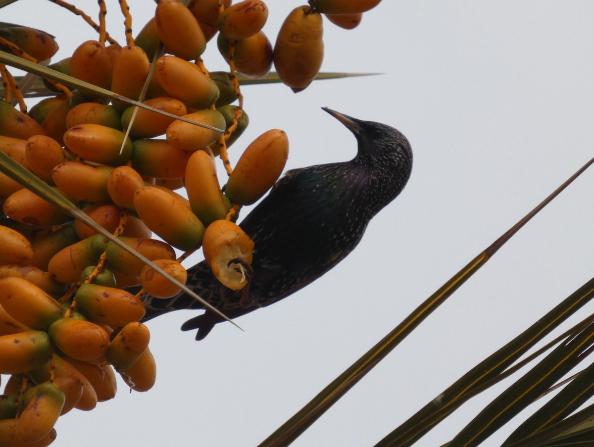 European Starling - ML629885187