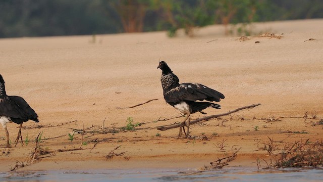 Chajá Añuma - ML629885221