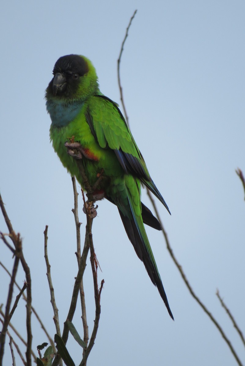 Nanday Parakeet - ML629885507