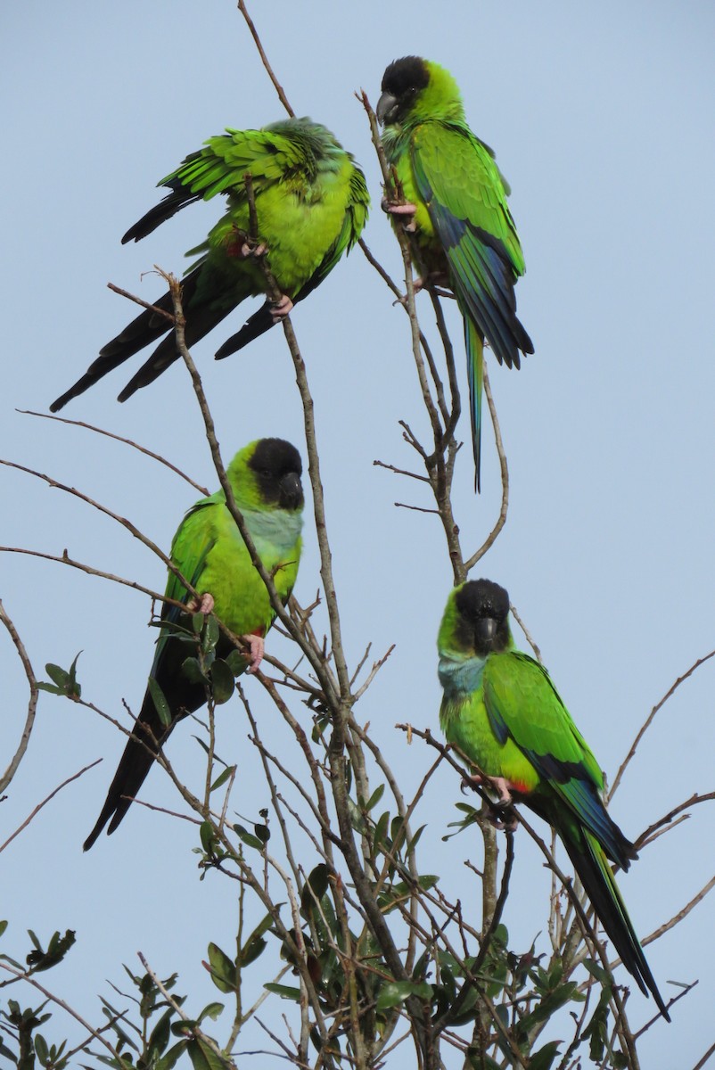 Nanday Parakeet - ML629885508