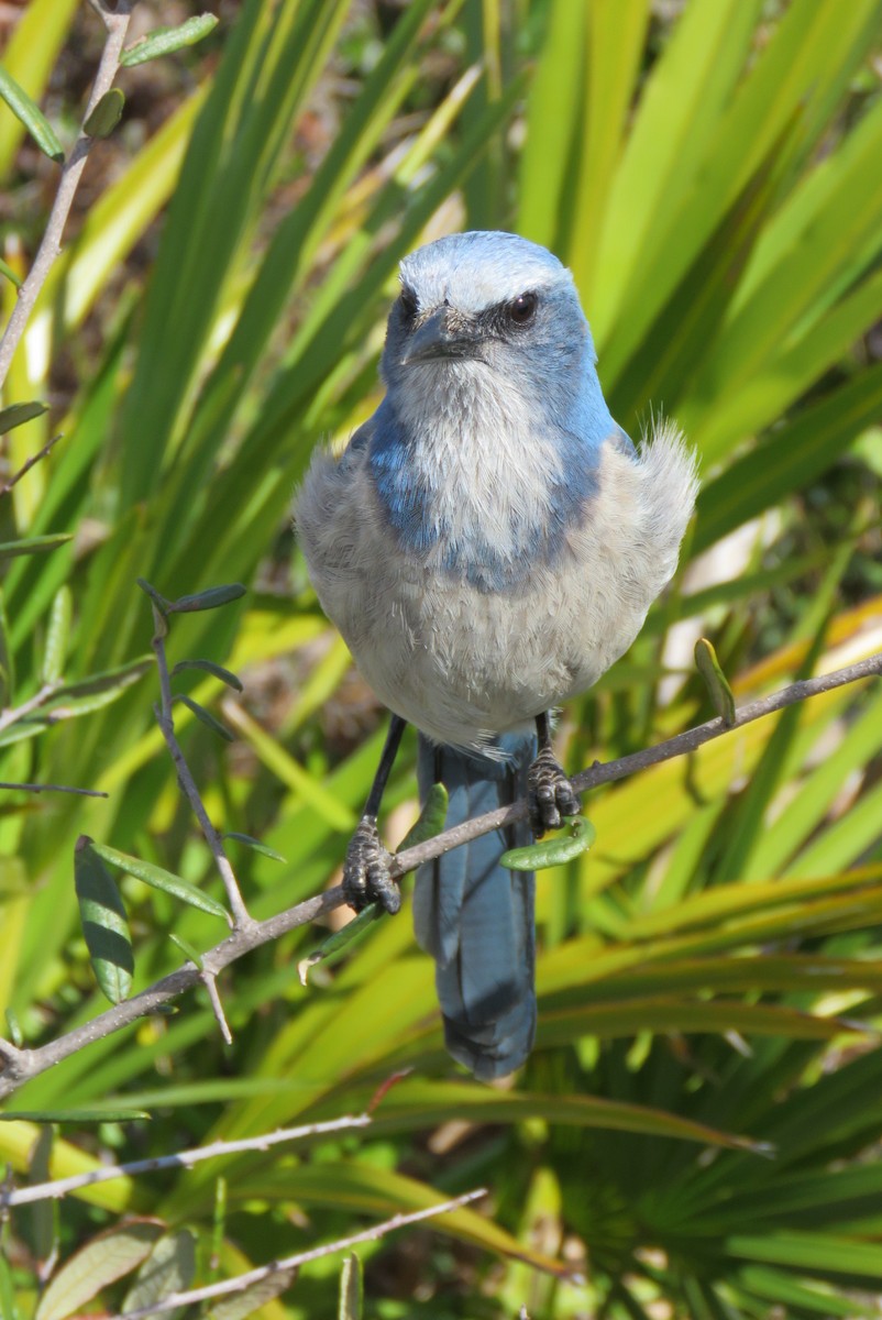 Florida Scrub-Jay - ML629885597