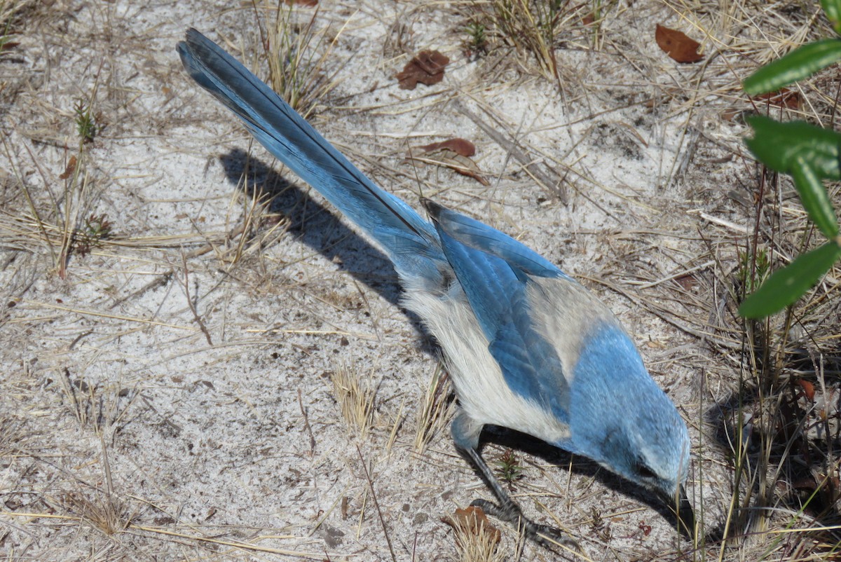 Florida Scrub-Jay - ML629885598