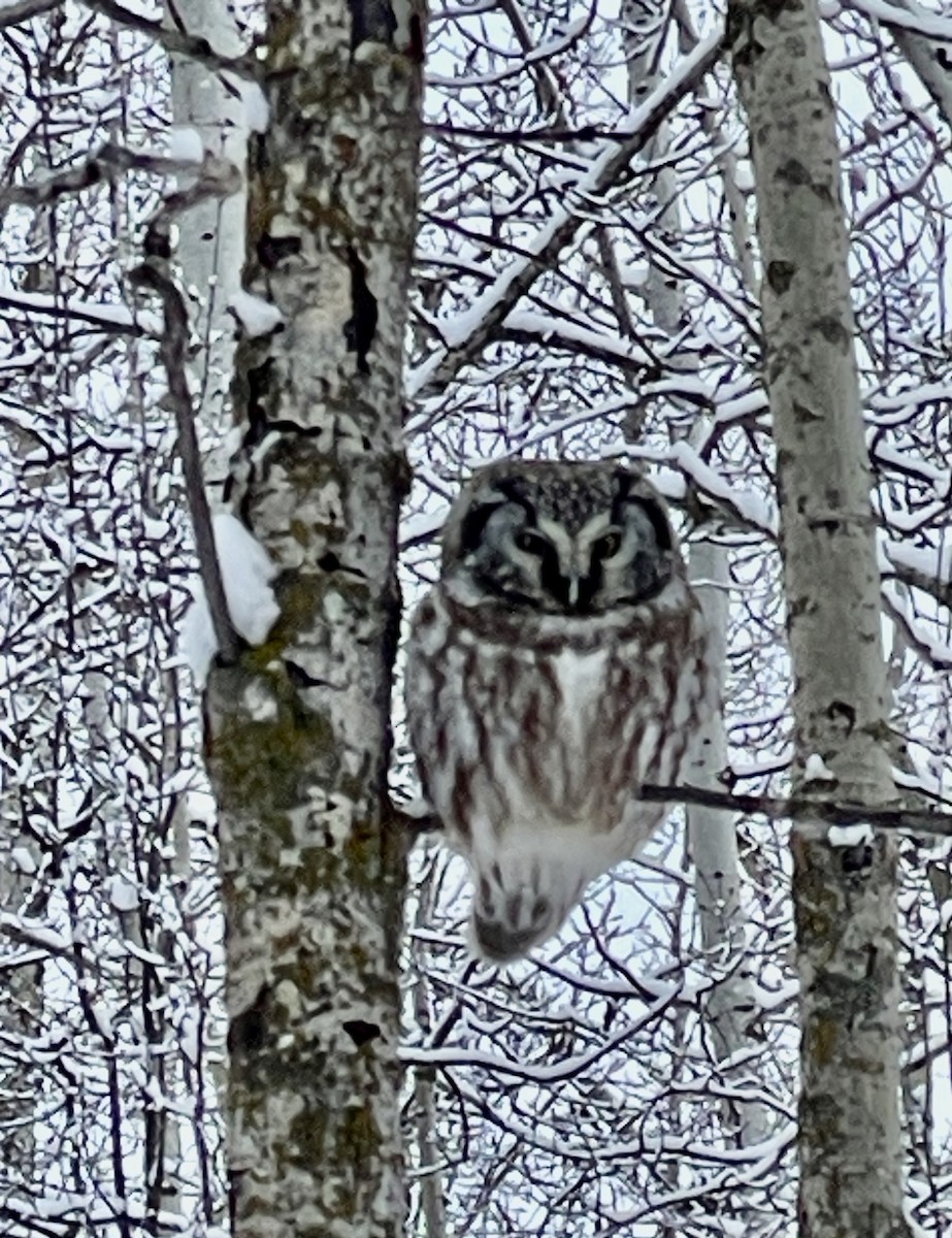 Boreal Owl - ML629885628