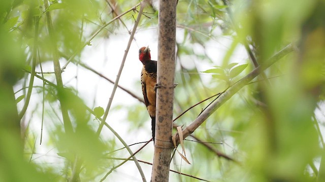 Kaempfer's Woodpecker - ML629885649