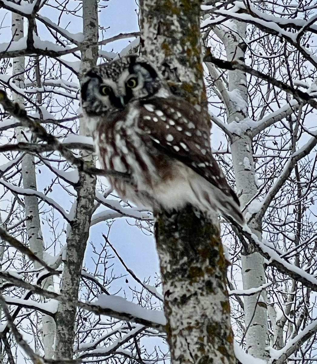 Boreal Owl - ML629885654