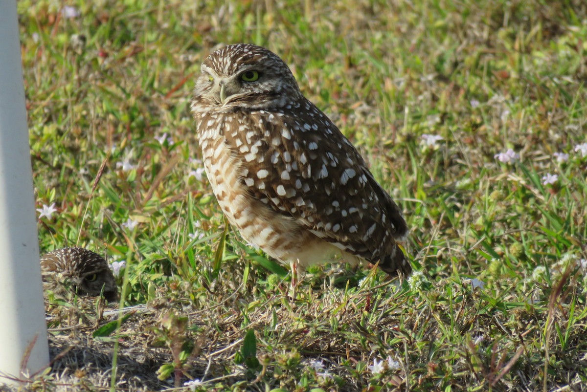 Burrowing Owl - ML629885657