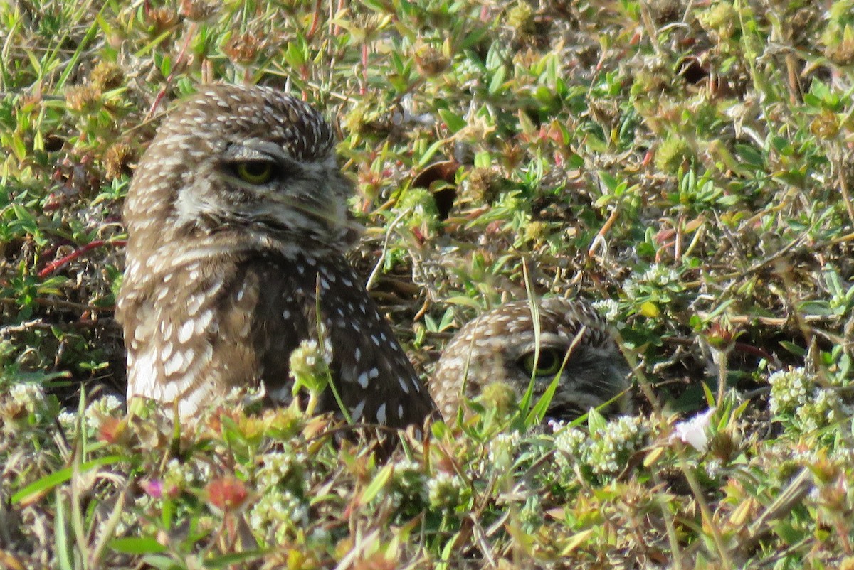 Burrowing Owl - ML629885658