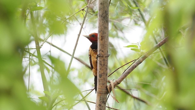 Kaempfer's Woodpecker - ML629885665
