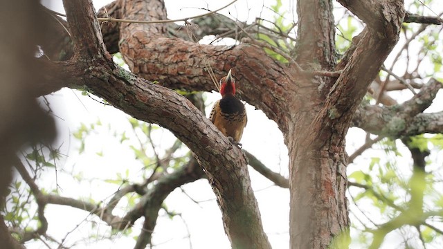Kaempfer's Woodpecker - ML629885685