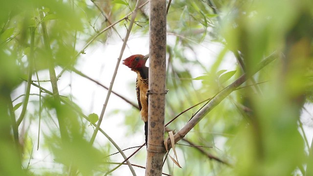 Kaempfer's Woodpecker - ML629885690