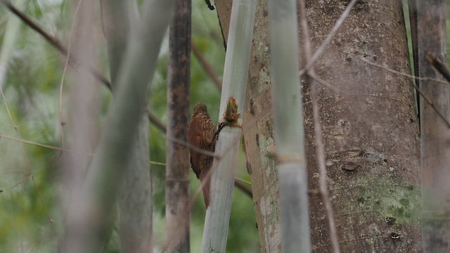 Red-billed Scythebill - ML629885765