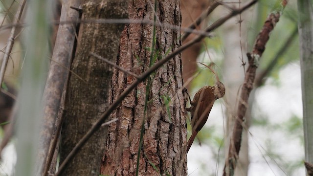 Red-billed Scythebill - ML629885799