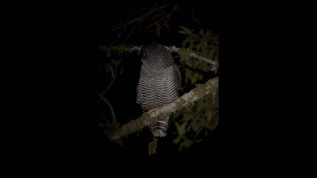 Black-banded Owl (San Isidro) - ML629885865