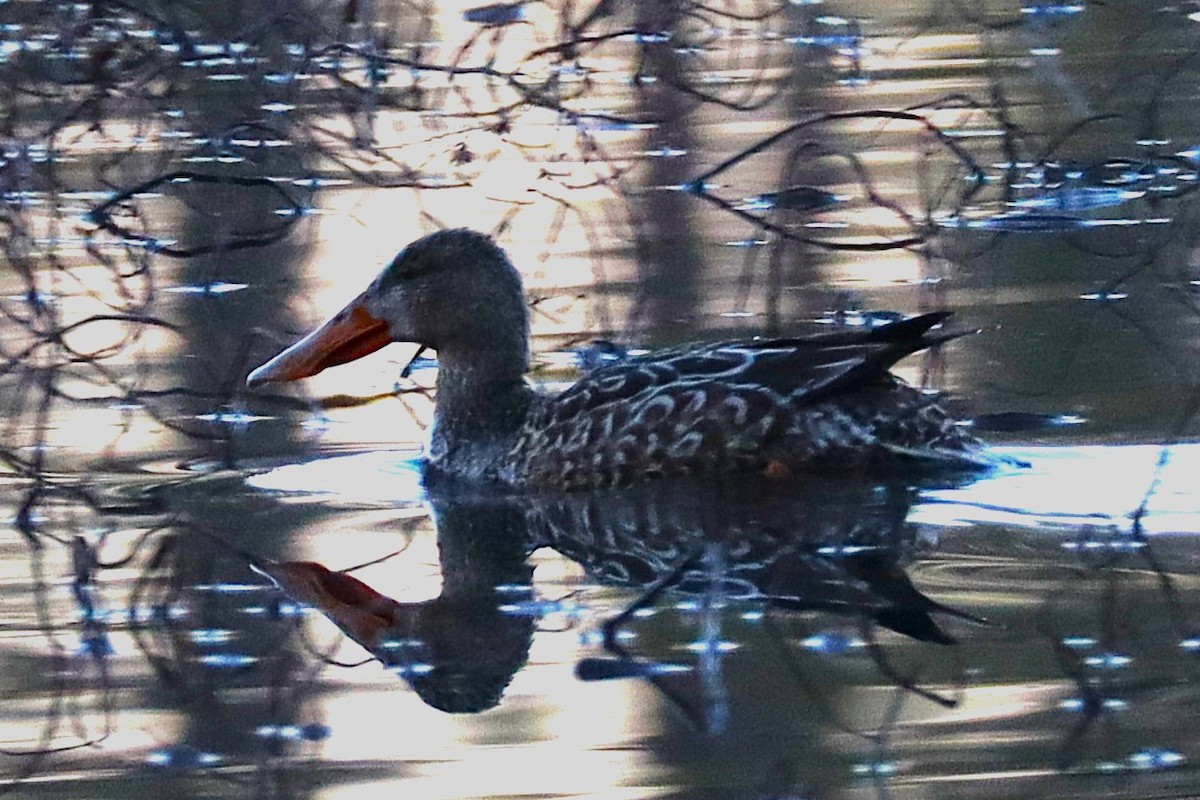 Northern Shoveler - ML629886141