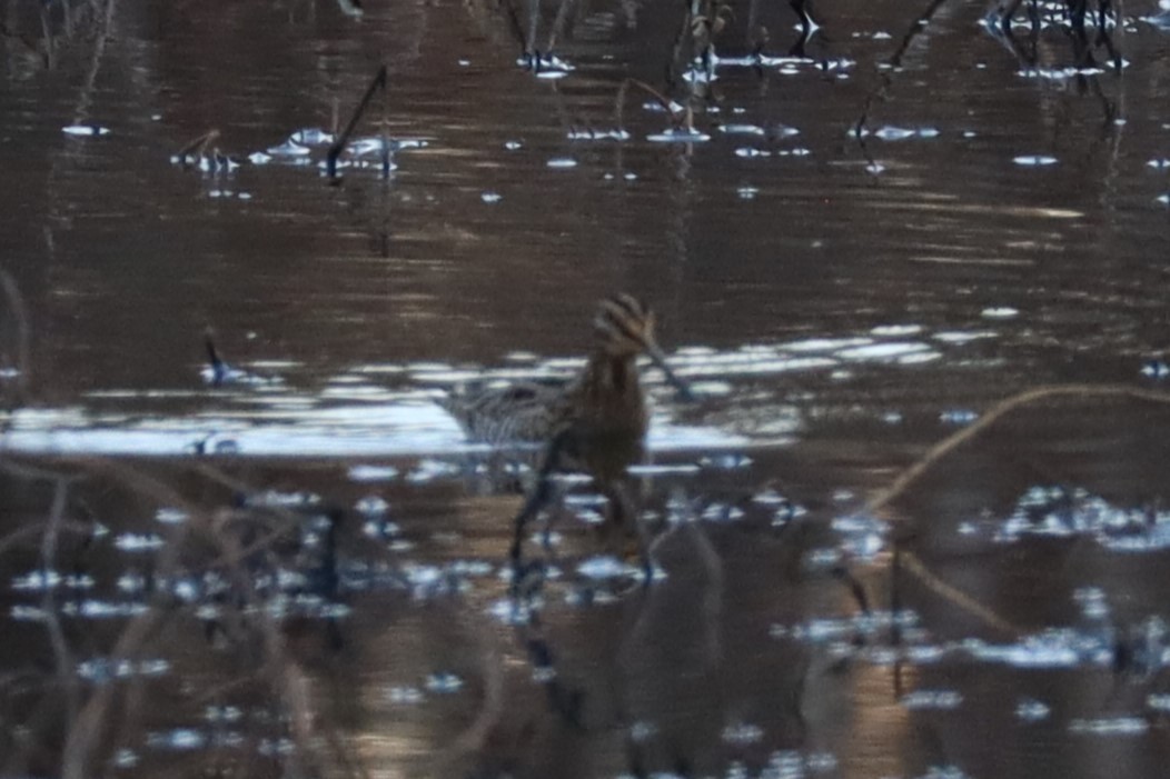 Wilson's Snipe - ML629886151