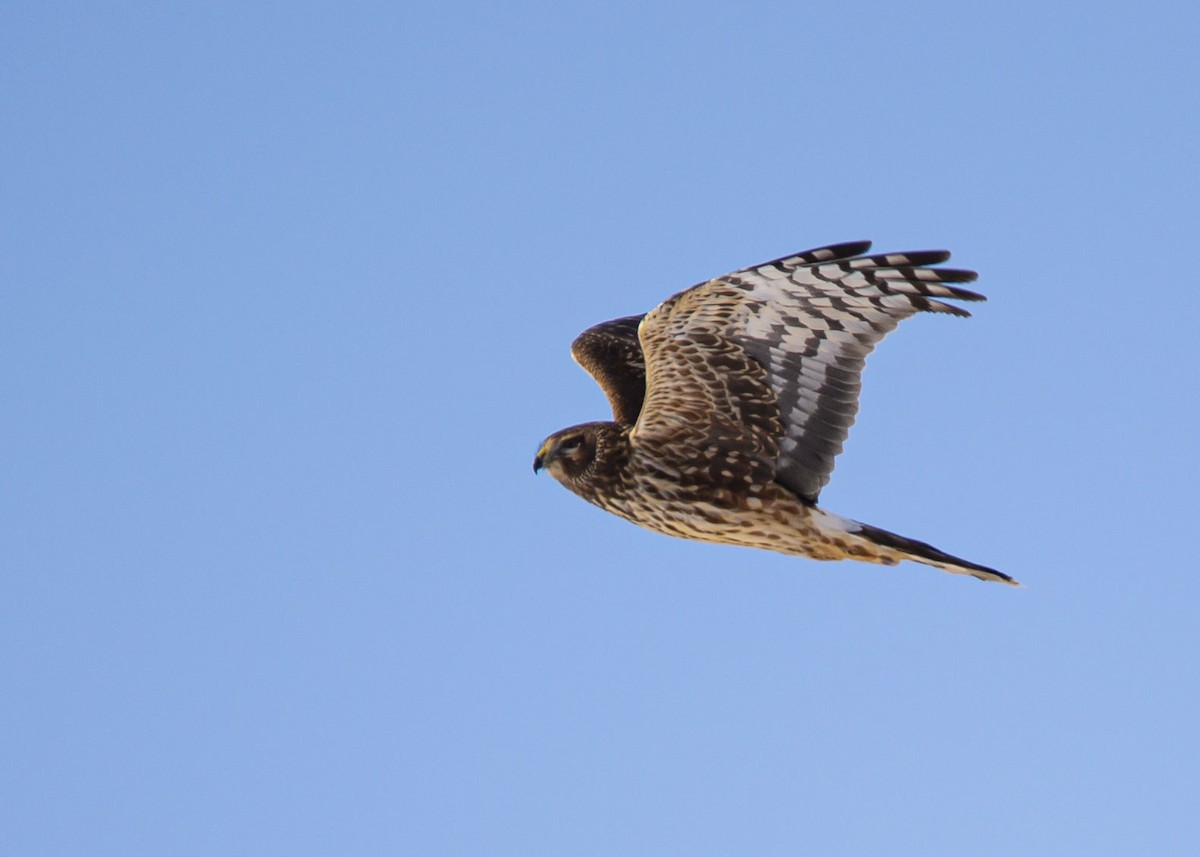 Northern Harrier - ML629886167