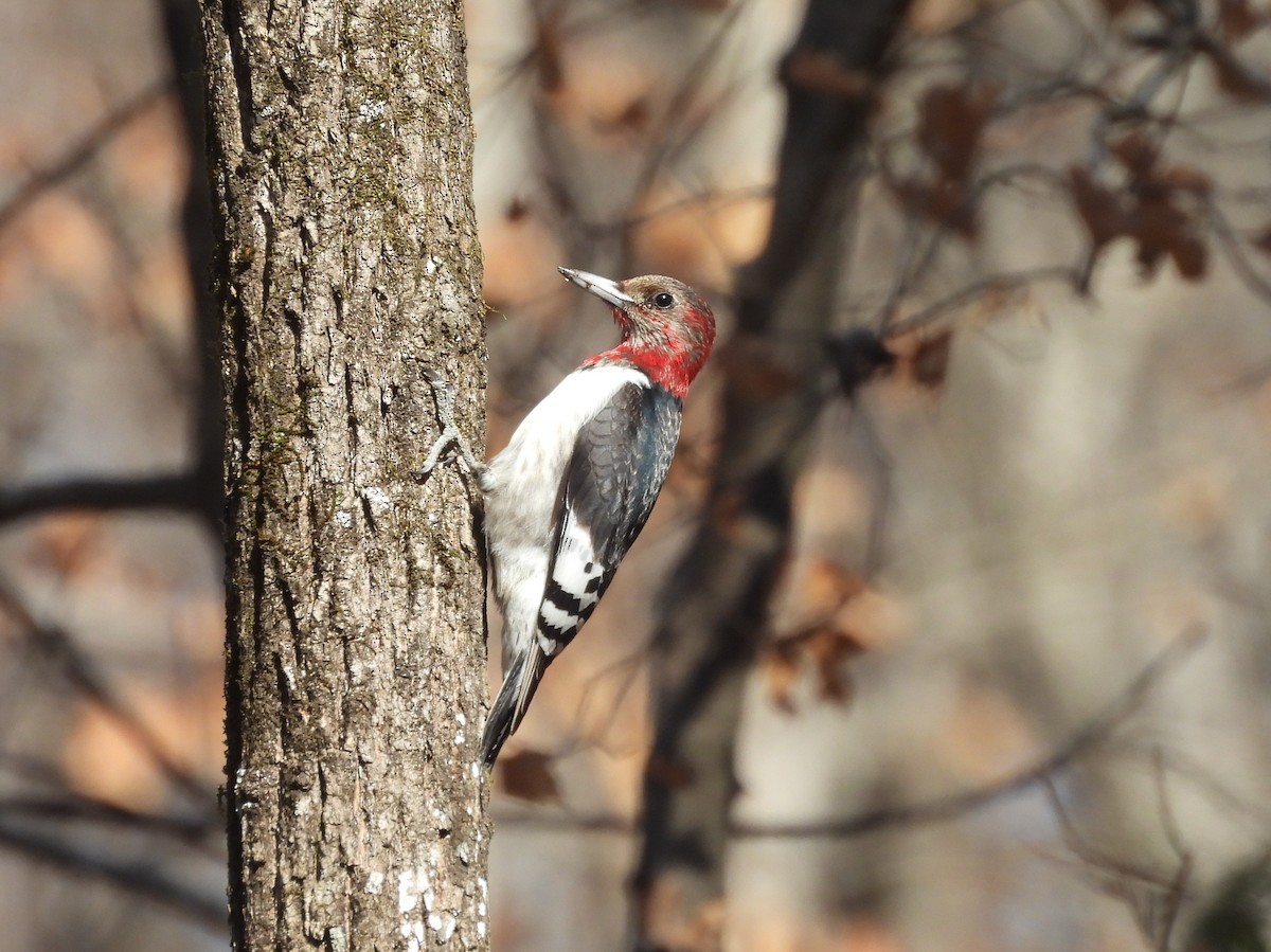Red-headed Woodpecker - ML629886333