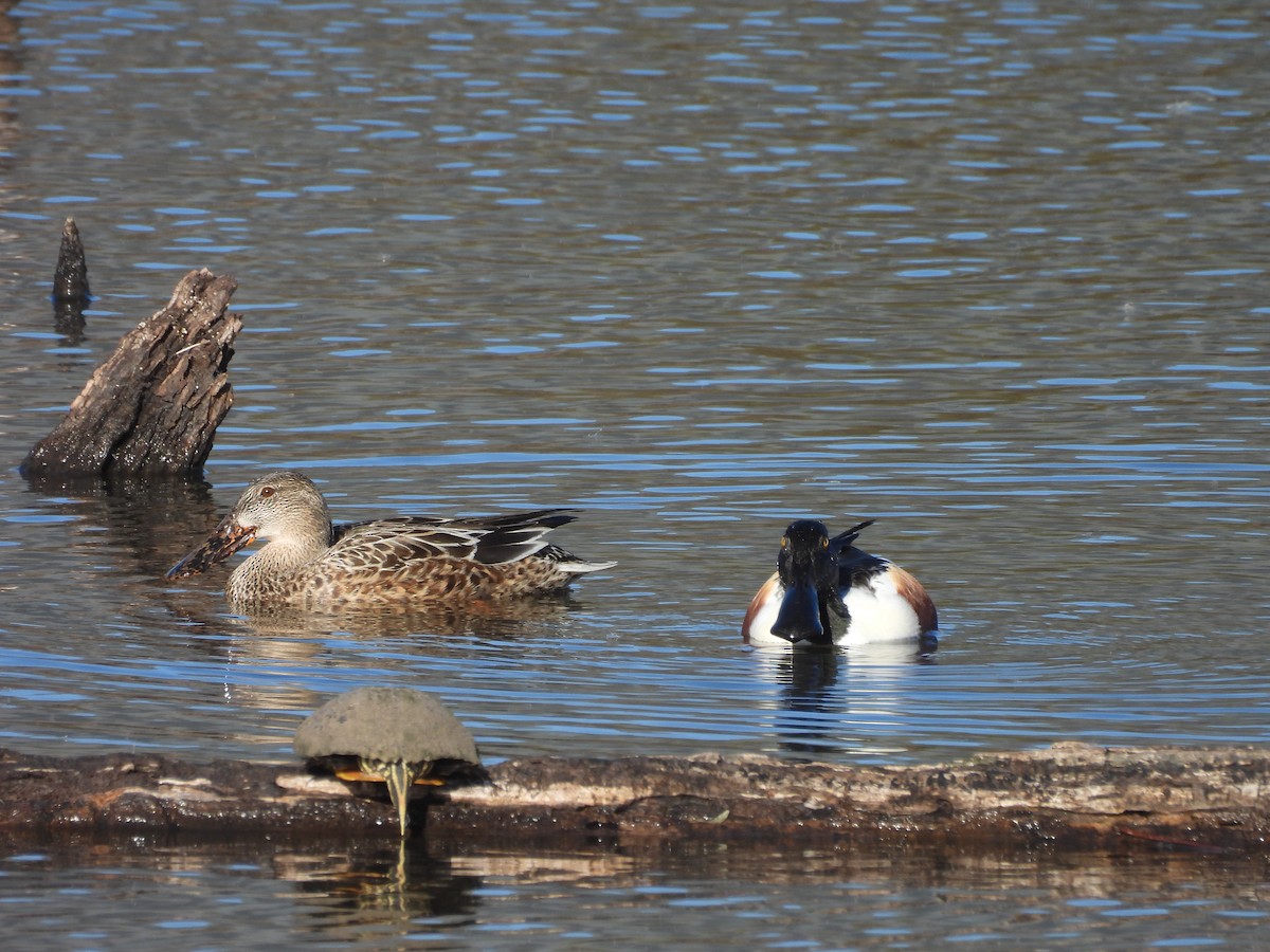 Northern Shoveler - ML629886384