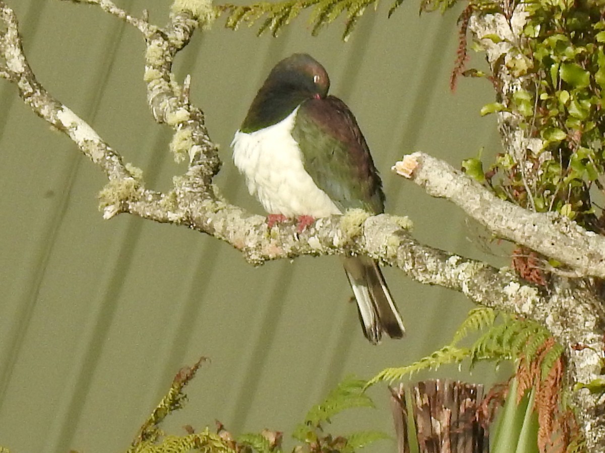 New Zealand Pigeon - ML629886530