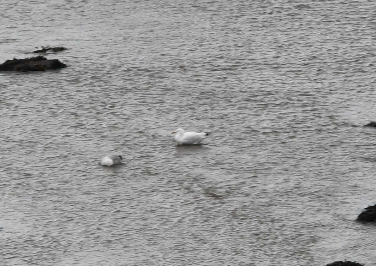 American Herring x Glaucous Gull (hybrid) - ML629886778