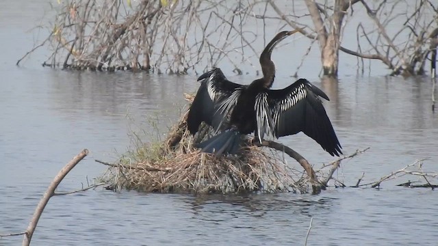 Oriental Darter - ML629886787