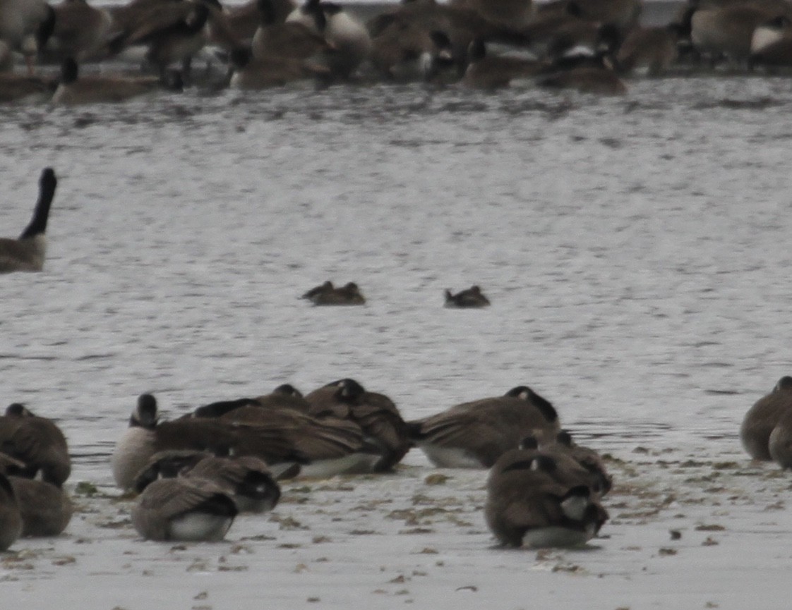 Ruddy Duck - ML629886871
