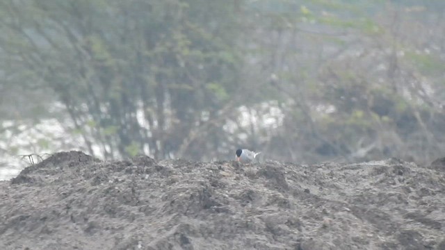 カワアジサシ - ML629886962