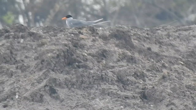 カワアジサシ - ML629886963