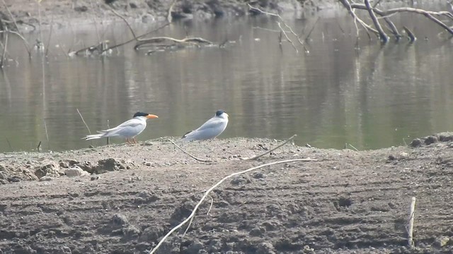 カワアジサシ - ML629886971