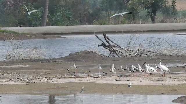 Black-winged Stilt - ML629887072