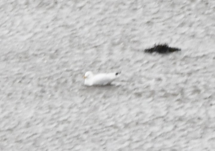 American Herring x Glaucous Gull (hybrid) - ML629887204